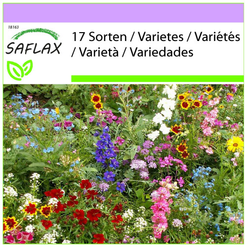 SAFLAX  - Sonnenanbeter - Mix - 1000 Samen