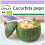SAFLAX  - Zucchini - Tondo di Nizza - Cucurbita - 5 Samen 1
