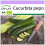 SAFLAX  - Zucchini - Nero di Milano - Cucurbita - 6 Samen 1