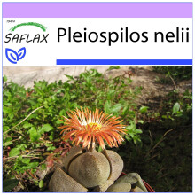 SAFLAX  - Lebender Granit - Pleiospilos - 40 Samen
