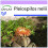 SAFLAX  - Lebender Granit - Pleiospilos - 40 Samen 1