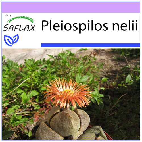 SAFLAX  - Lebender Granit - Pleiospilos - 40 Samen