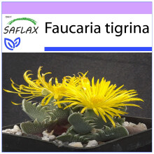 SAFLAX  - Tigerrachen - Faucaria - 40 Samen