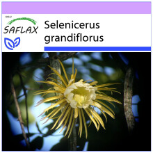 SAFLAX  - Königin der Nacht - Selenicerus - 40 Samen