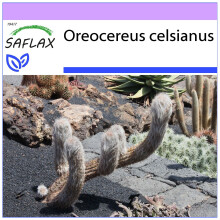 SAFLAX  - Alter Mann der Anden - Oreocereus - 40 Samen
