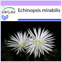 SAFLAX  - Seeigelkaktus - Echinopsis - 40 Samen