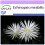 SAFLAX  - Seeigelkaktus - Echinopsis - 40 Samen 1