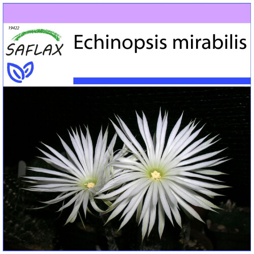 SAFLAX  - Seeigelkaktus - Echinopsis - 40 Samen