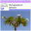SAFLAX  - Madagascarpalme - Pachypodium - 10 Samen 1