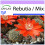 SAFLAX - Cactus nain argentin - 40 graines - Rebutia / Mix 1
