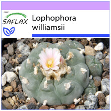 20 Saflax Peyote Seeds | Lophophora Williamsii Seeds