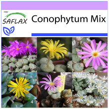 SAFLAX  - Blühende Steine - Conophytum - 40 Samen