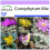SAFLAX  - Blühende Steine - Conophytum - 40 Samen 1