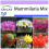 SAFLAX  - Mammilaria - Mammilaria - 40 Samen 1