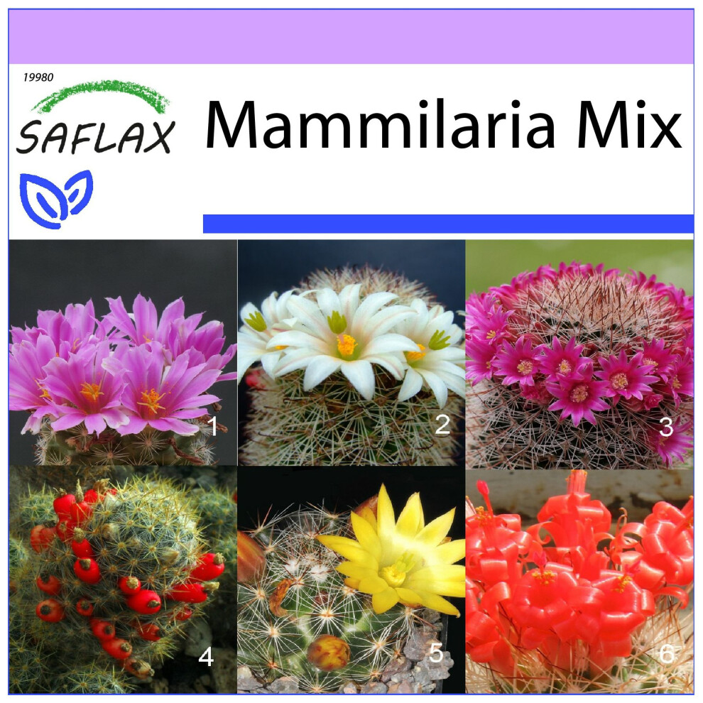 Saflax - Mammillaire Mix - 40 Seeds - Mammilaria Mix