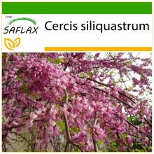 SAFLAX  - Liebesbaum - Cercis - 60 Samen - Mit Substrat