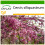SAFLAX  - Liebesbaum - Cercis - 60 Samen - Mit Substrat 1