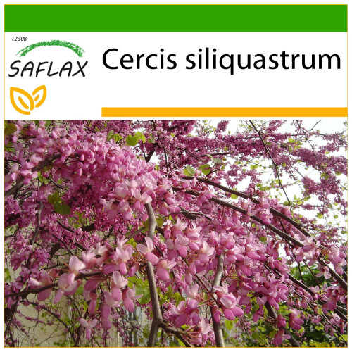 SAFLAX  - Liebesbaum - Cercis - 60 Samen - Mit Substrat