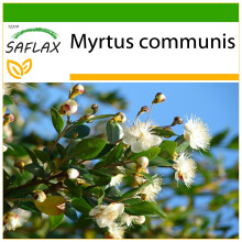 SAFLAX - Myrte commun - 30 graines - Avec substrat de culture sans germes - Myrtus communis