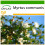 SAFLAX  - Echte Myrte - Myrtus - 30 Samen - Mit Substrat 1