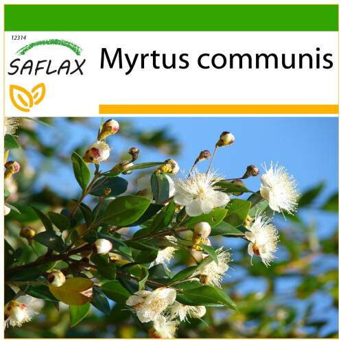 SAFLAX  - Echte Myrte - Myrtus - 30 Samen - Mit Substrat