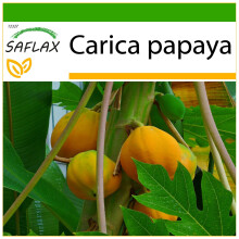 SAFLAX  - Papaya - Carica - 30 Samen - Mit Substrat