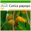 SAFLAX  - Papaya - Carica - 30 Samen - Mit Substrat 1