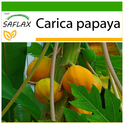 SAFLAX  - Papaya - Carica - 30 Samen - Mit Substrat