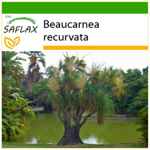 SAFLAX - Pied d'éléphant - 10 graines - Avec substrat de culture sans germes - Beaucarnea recurvata