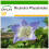 SAFLAX  - Lampionblume - Nicandra - 100 Samen - Mit Substrat 1