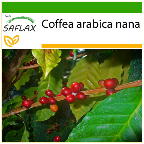 SAFLAX  - Zwergkaffee - Coffea - 8 Samen - Mit Substrat