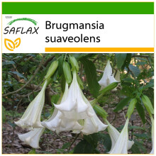 SAFLAX - Trompette des anges / Blanche - 10 graines - Avec substrat de culture sans germes - Brugmansia suaveolens