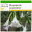 SAFLAX  - Engelstrompete / Weiß - Brugmansia - 10 Samen - Mit Substrat 1