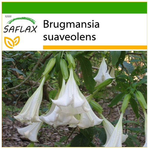 saatgut gemüse bio GREEN MUNDO Saatgut main image 1