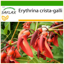 SAFLAX  - Korallenstrauch - Erythrina - 6 Samen - Mit Substrat