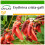 SAFLAX  - Korallenstrauch - Erythrina - 6 Samen - Mit Substrat 1