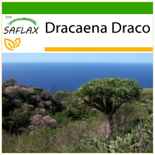 SAFLAX - Dragon Tree - 5 seeds - With potting substrate for better cultivation - Dracaena Draco