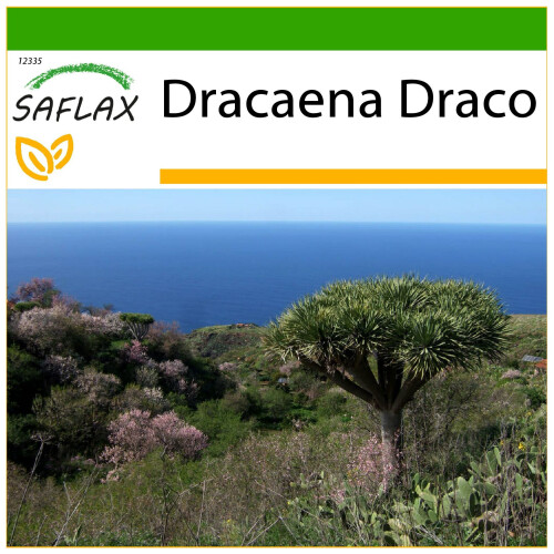SAFLAX  - Drachenbaum - Dracaena - 5 Samen - Mit Substrat