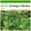 SAFLAX  - Ginkgo - Ginkgo - 4 Samen - Mit Substrat 1