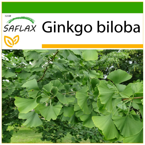 SAFLAX  - Ginkgo - Ginkgo - 4 Samen - Mit Substrat
