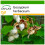 SAFLAX  - Topfbaumwolle - Gossypium - 12 Samen - Mit Substrat 1