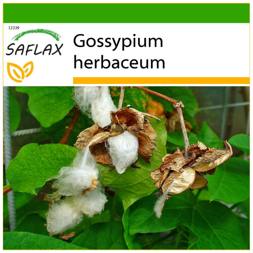 SAFLAX  - Topfbaumwolle - Gossypium - 12 Samen - Mit Substrat