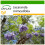 SAFLAX  - Jacaranda - Jacaranda - 50 Samen - Mit Substrat 1