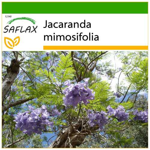 SAFLAX  - Jacaranda - Jacaranda - 50 Samen - Mit Substrat