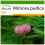 SAFLAX  - Mimose - Mimosa - 70 Samen - Mit Substrat 1