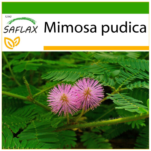 SAFLAX  - Mimose - Mimosa - 70 Samen - Mit Substrat