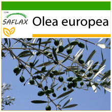 SAFLAX  - Ölbaum - Olea - 20 Samen - Mit Substrat