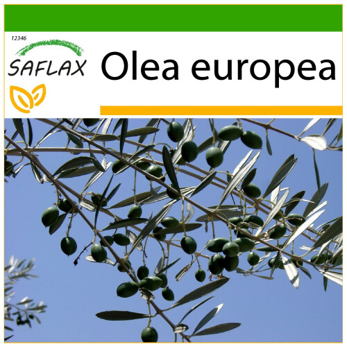 SAFLAX  - Ölbaum - Olea - 20 Samen - Mit Substrat