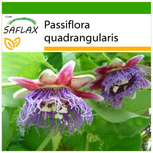 SAFLAX  - Königsgranadilla - Passiflora - 12 Samen - Mit Substrat