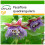 SAFLAX  - Königsgranadilla - Passiflora - 12 Samen - Mit Substrat 1